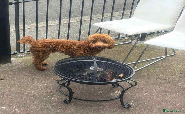 Cockapoo dogs - Advert 11