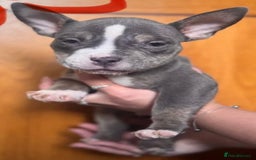 American Bully dogs for sale: Blue & lilac tri pocket bully’s  - Image 4