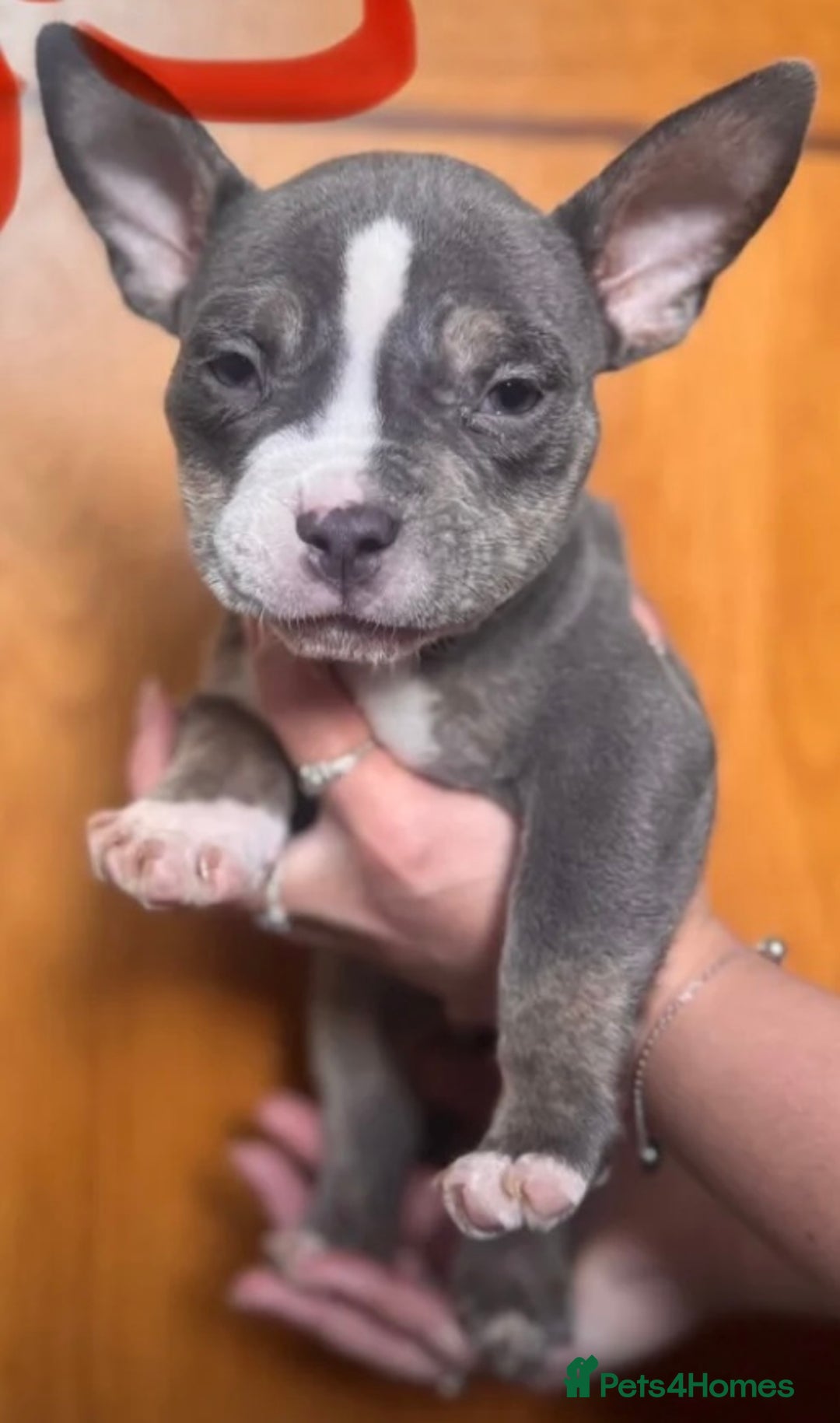 American Bully dogs for sale: Blue & lilac tri pocket bully’s  - Image 4