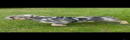 English Bulldog dogs for sale: Chaos son of sorento 007 - Advert 2