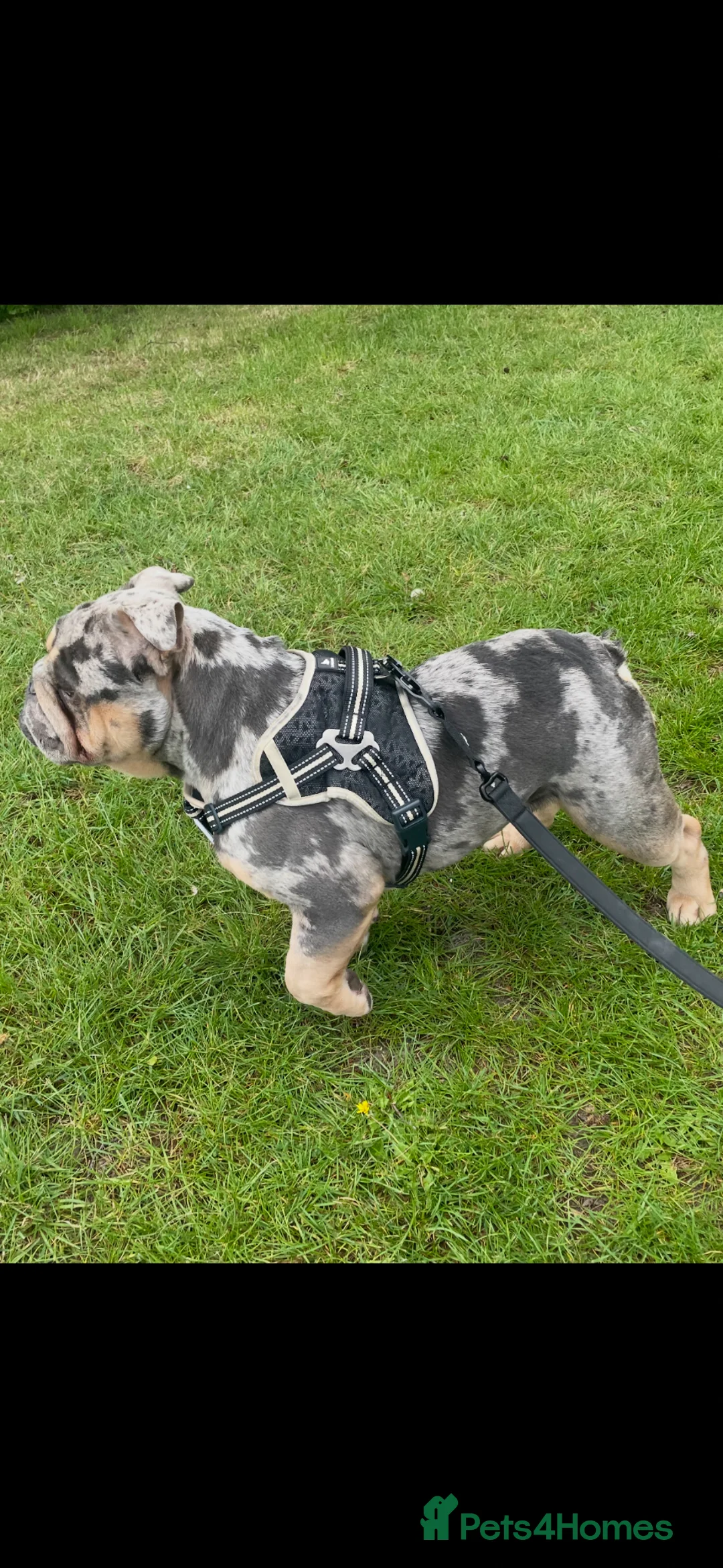 English Bulldog dogs for sale: Chaos son of sorento 007 - Advert 2