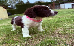 English Springer Spaniel dogs for sale: Springer spaniel pups  - Image 8