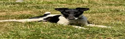 Fox Terrier dogs for adoption: Pixel aka Jumper – Female Fox Terrier - Advert 4