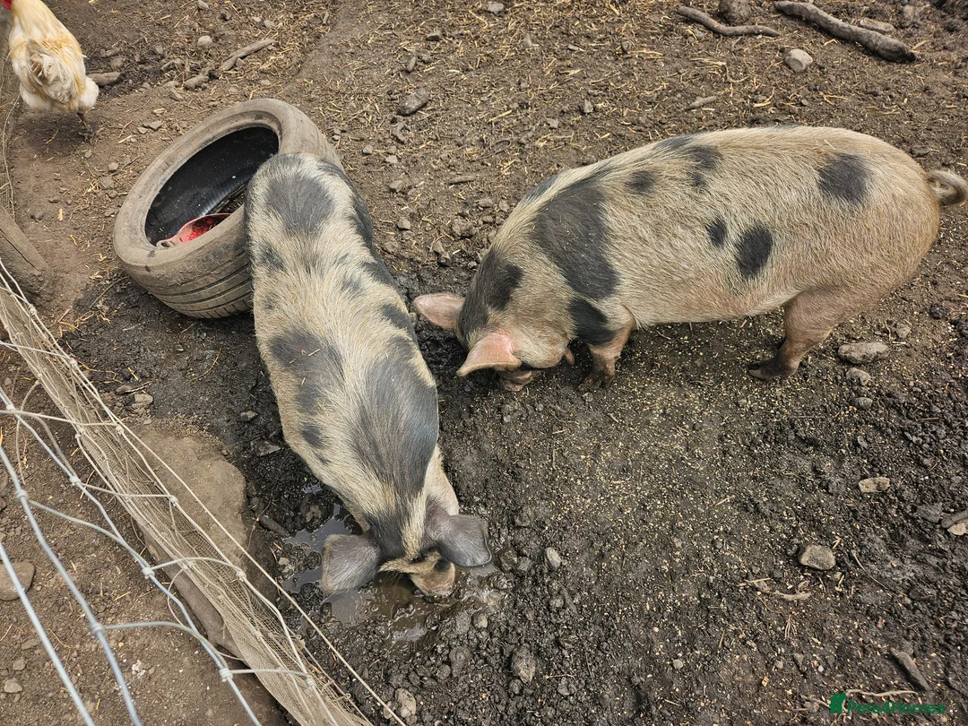 Pig livestock for sale: Kunekune pigs  - Advert 7