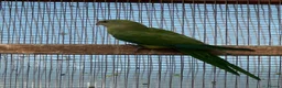 Parrots birds for sale: Barraband parrot  in Canterbury - Advert 4