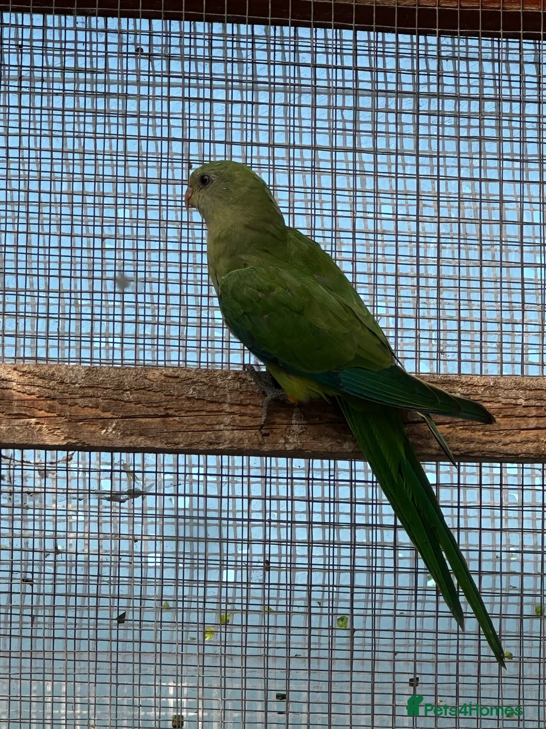 Parrots birds for sale: Barraband parrot  in Canterbury - Advert 4