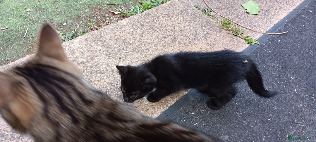 Mixed Breed cats for sale: Stunning kittens for sale  - Image 6