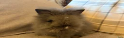 Lionhead rabbits for sale: Double mane lion lead bunny’s for sale  - Advert 15