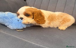 Cavalier King Charles Spaniel dogs for sale: ⭐Cavalier Boy -0% COI & Fully Health Tested⭐ - Image 10