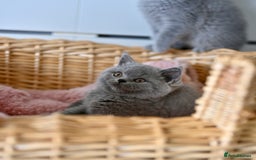 British Shorthair cats for sale: GCCF reg blue kittens  - Image 4