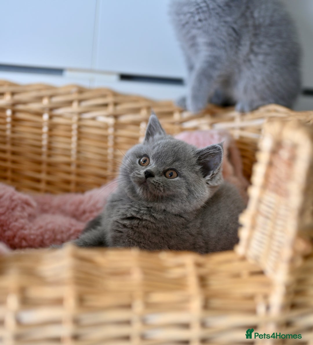 British Shorthair cats for sale: GCCF reg blue kittens  - Image 4