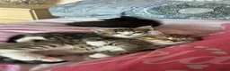 Bengal cats for sale: Kitten’s and mother are ready for there homes - Advert 5