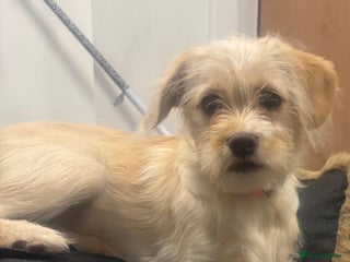 Mixed Breed dogs Mixed breed - Advert 1