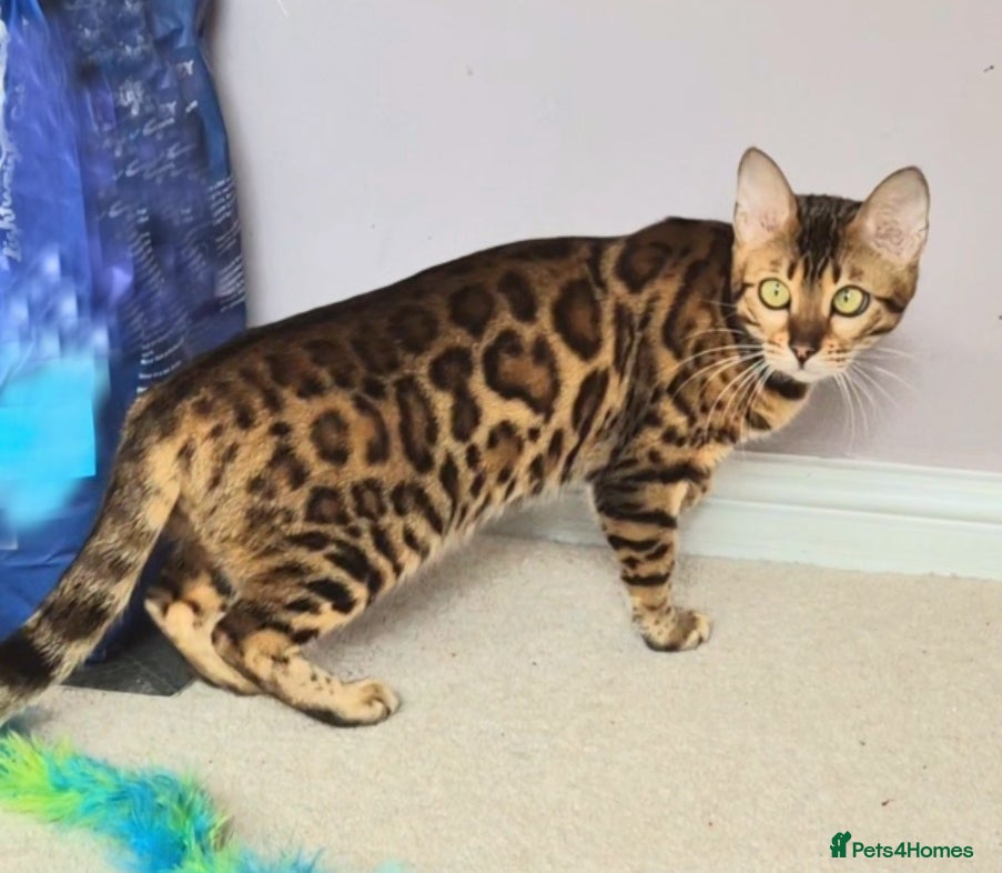 Bengal cats Superb TICA Active Reg Girl - Advert 18