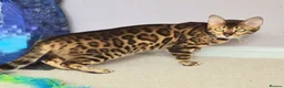 Bengal cats for sale: Superb TICA Active Reg Girl - Advert 1