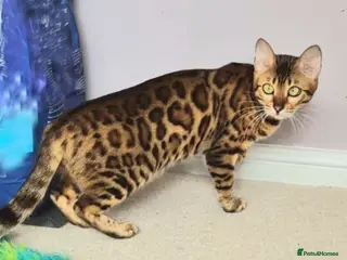 Bengal cats Superb TICA Active Reg Girl - Advert 18