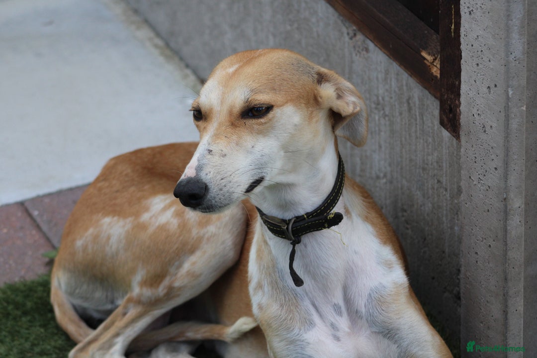 Lurcher dogs for sale: ⭐️beautiful lurcher puppy’s  - Image 18