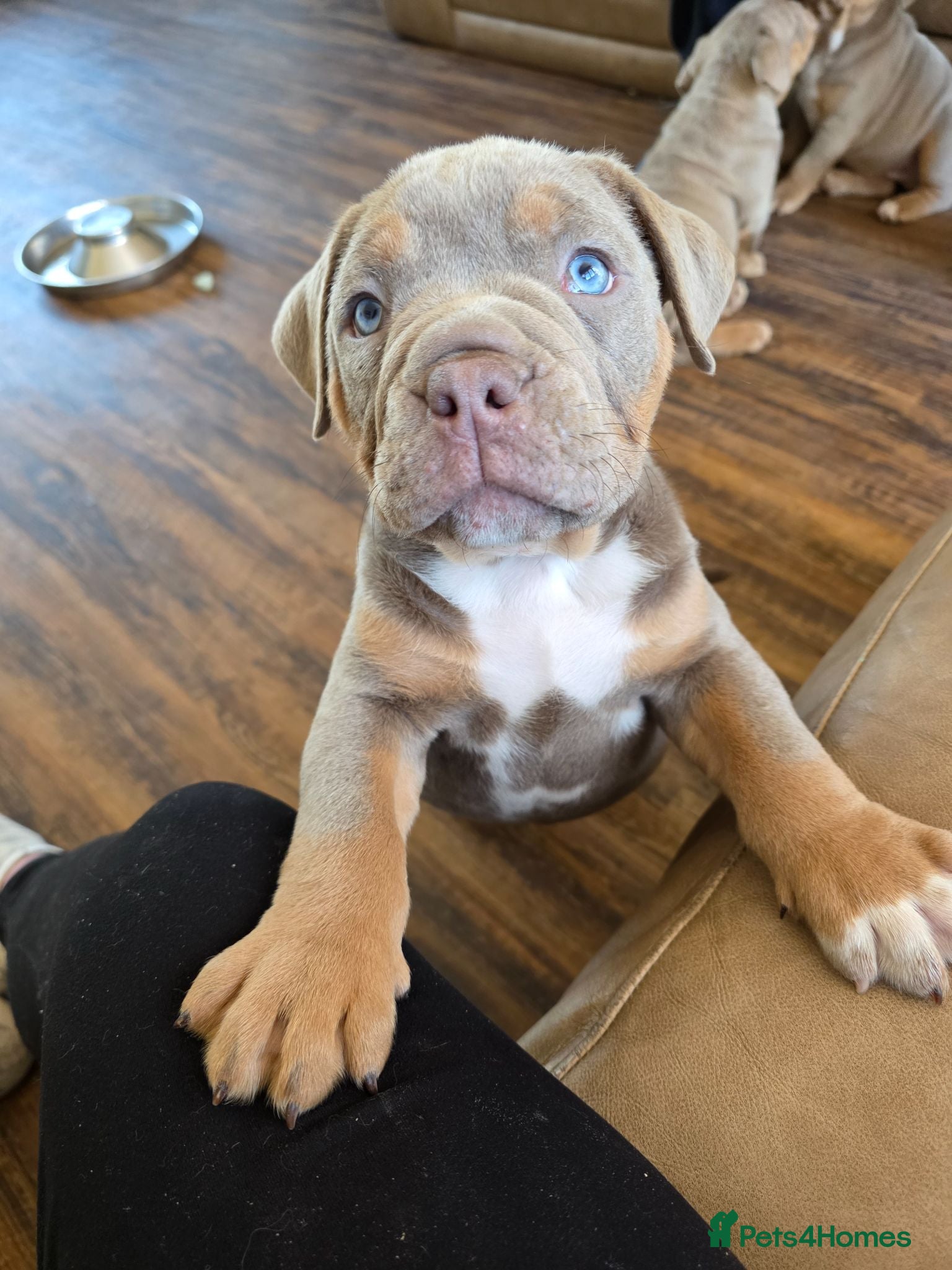Olde English Bulldogge dogs Ready now fluffy carriers  - Advert 1
