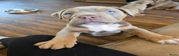 Olde English Bulldogge dogs for sale: Ready now fluffy carriers  - Advert 1