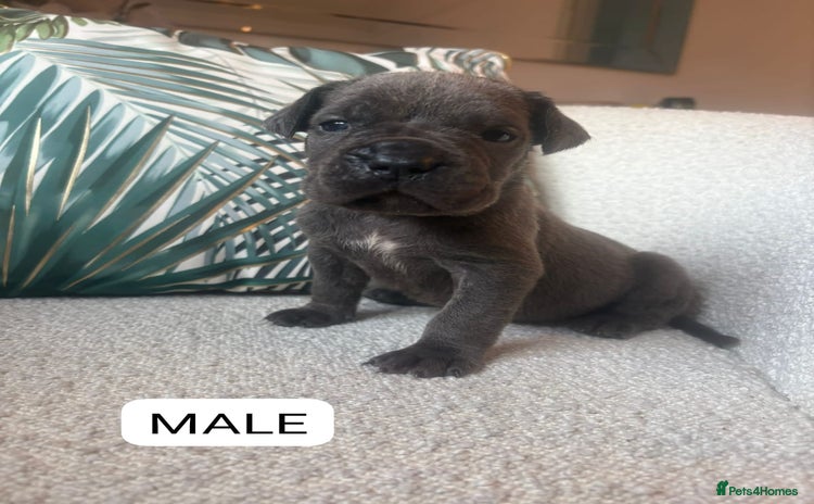 Mixed Breed dogs - Advert 1
