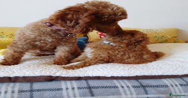 Toy Poodle dogs in Sleaford - Advert 11