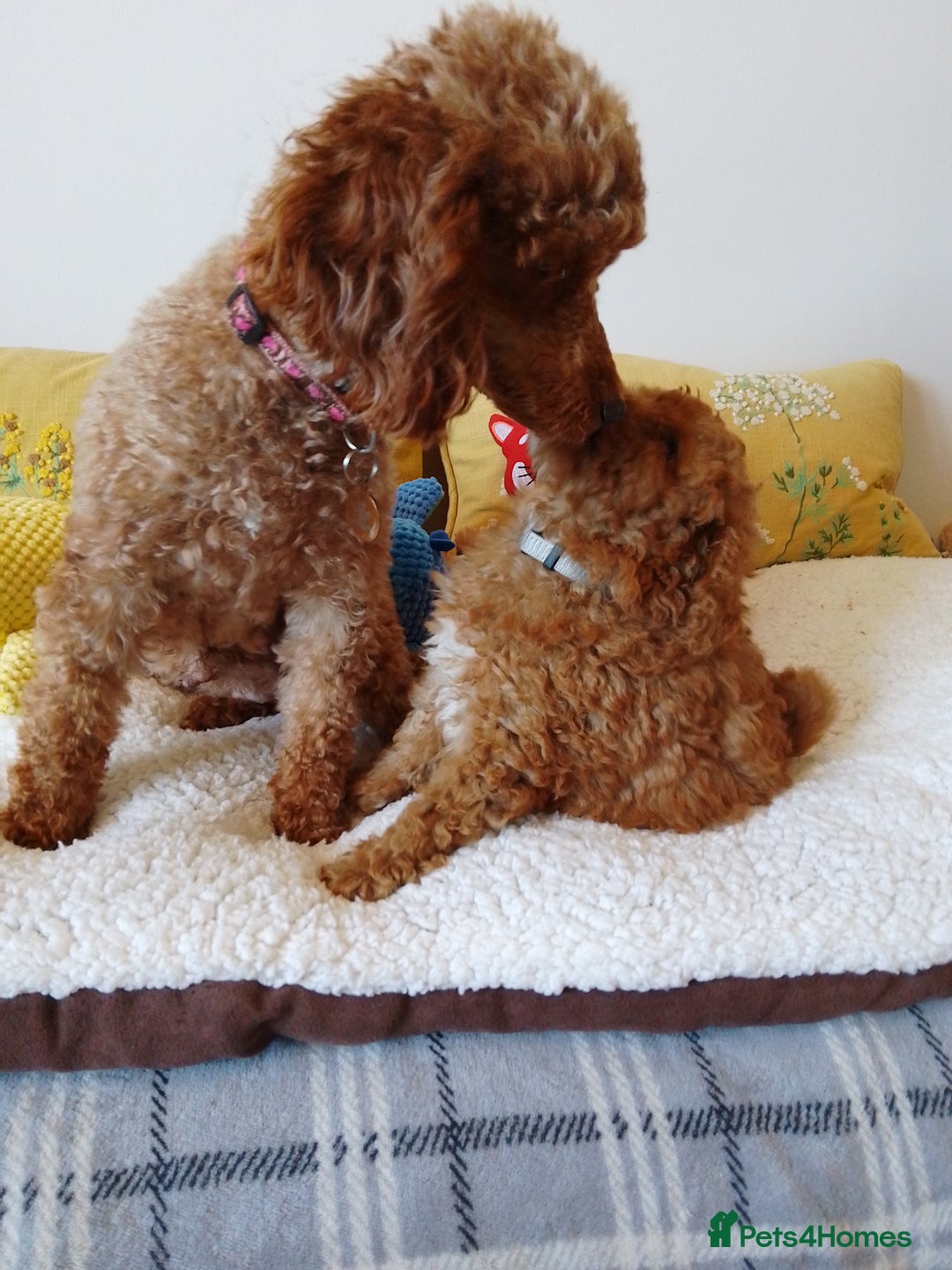 Toy Poodle dogs for sale: Toy poodle KC reg vaccinated  in Sleaford - Image 3