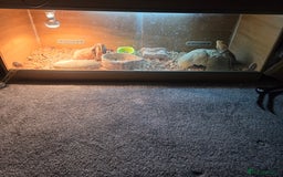 Bearded Dragon reptiles for sale: Bearded dragon  - Image 1