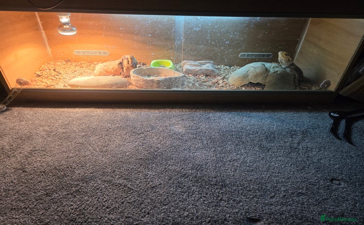 Bearded Dragon reptiles - Advert 4