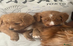 Cockapoo dogs for sale: 2 Beautiful Boy Cockapoo Puppies Left!! - Image 10