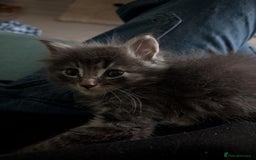 Mixed Breed cats for sale: Spynx X maincoon  - Image 16