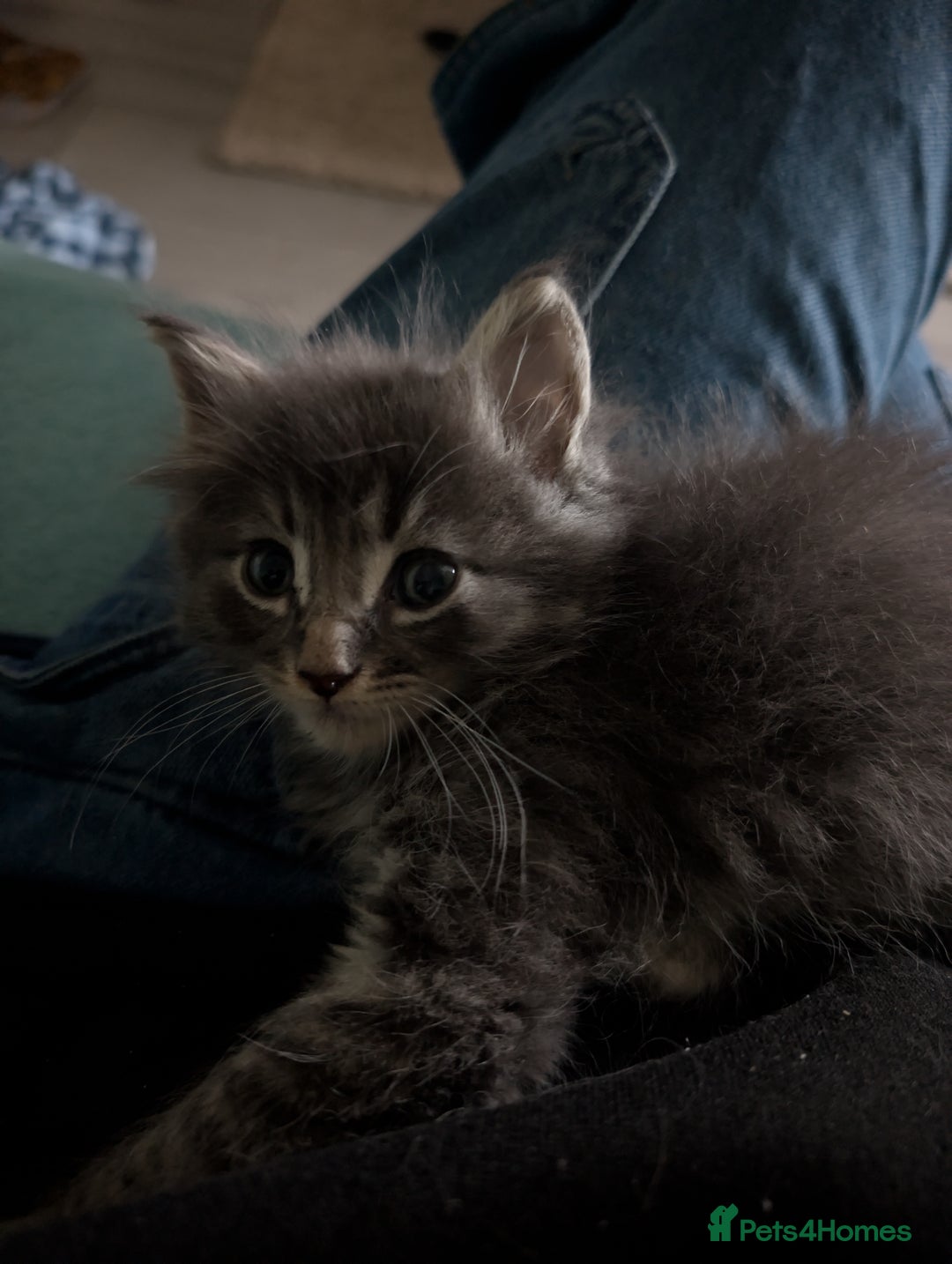 Mixed Breed cats for sale: Spynx X maincoon  - Image 16