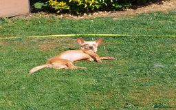 Mixed Breed dogs for adoption: MEET SWEETHEART SHAKI - Image 3
