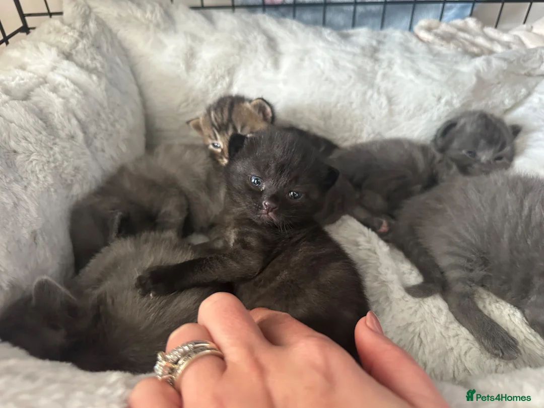 Mixed Breed cats for sale: Stunning black mixed British short hair  - Advert 3