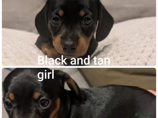 Miniature Dachshund dogs miniature dachshund puppies litter of 5 - Advert 9