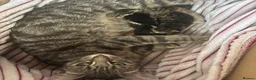 Domestic Shorthair cats for sale: Tabby cat kittens  - Advert 2