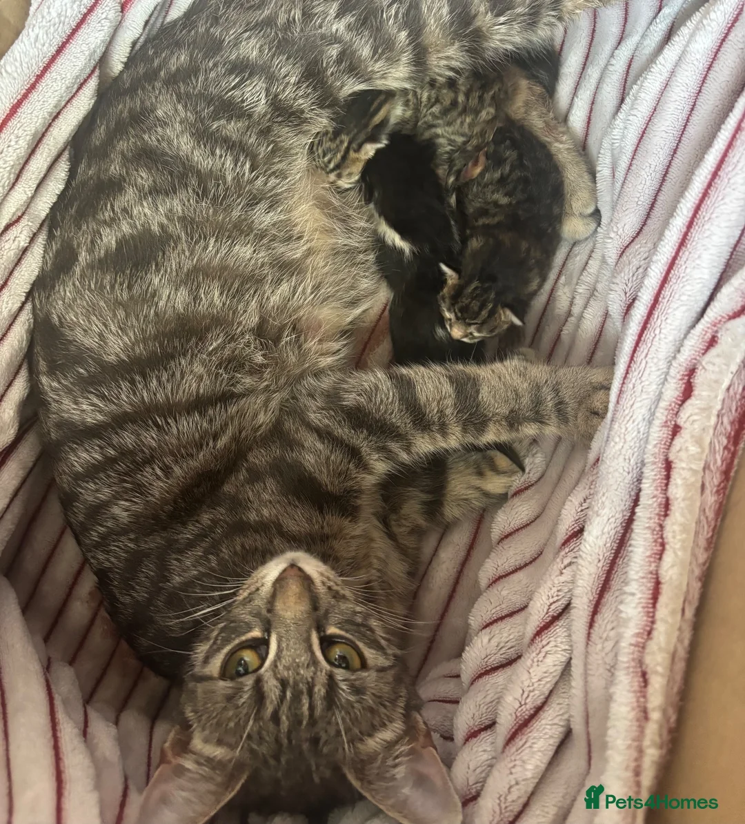 Domestic Shorthair cats for sale: Tabby cat kittens  - Advert 2