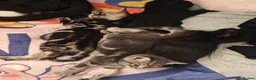 Mixed Breed cats for sale: 4 kittens  - Advert 7