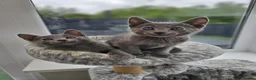 Russian Blue cats for sale: GCCF Registered Russian Blue Kittens – Ready Now  - Advert 8