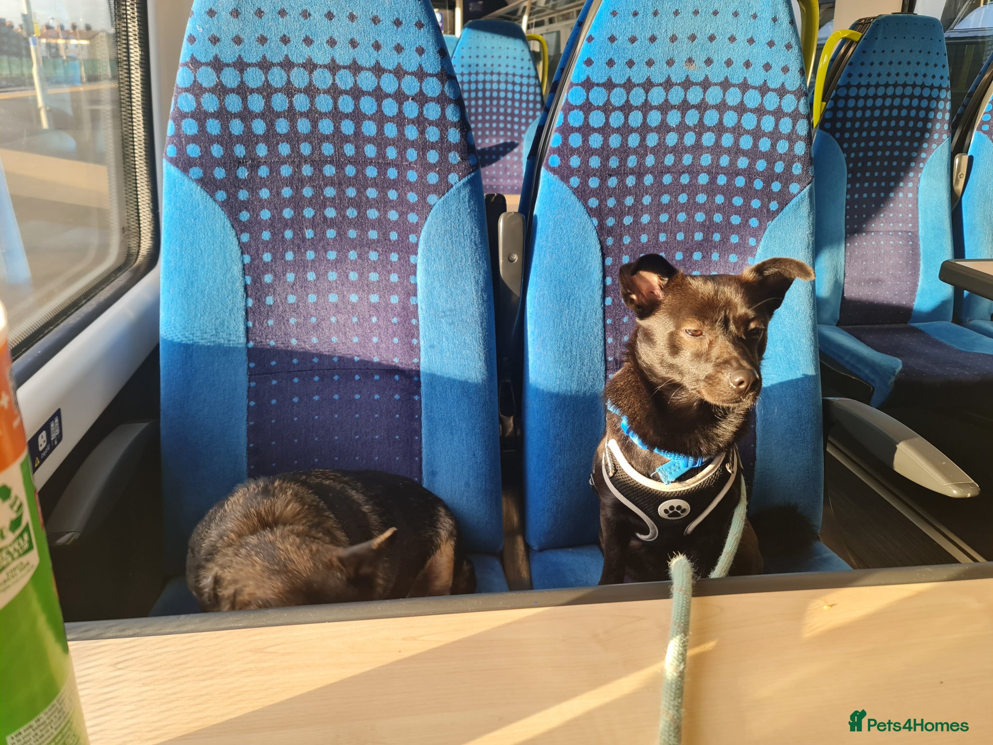 Mixed Breed dogs Jack  - Advert 3