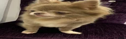 Chihuahua dogs for sale: 5* LICENSED ADULT LILAC CHIHUAHUA FEMALE LONG - Advert 4