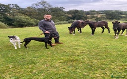 Greyhound dogs for adoption: Greyhounds ready for adoption  in Bridgnorth - Image 9