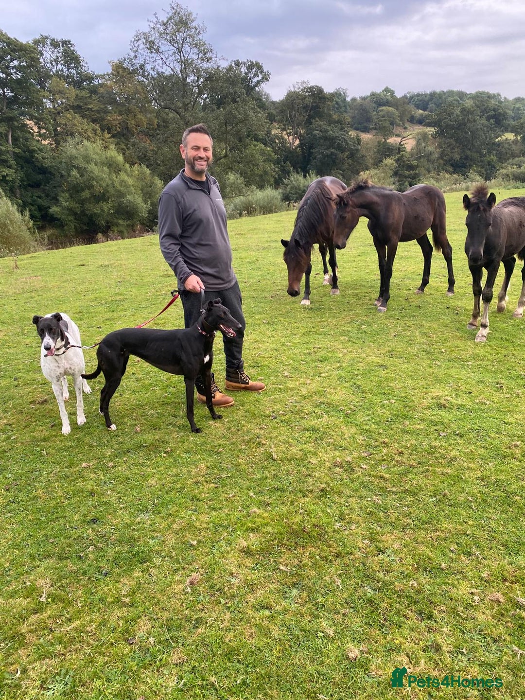 Greyhound dogs for adoption: Greyhounds ready for adoption  in Bridgnorth - Image 9