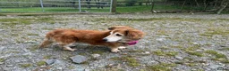 Mixed Breed dogs for adoption: LENIA-very friendly girl/loving companion/happy in Llanybydder - Advert 8