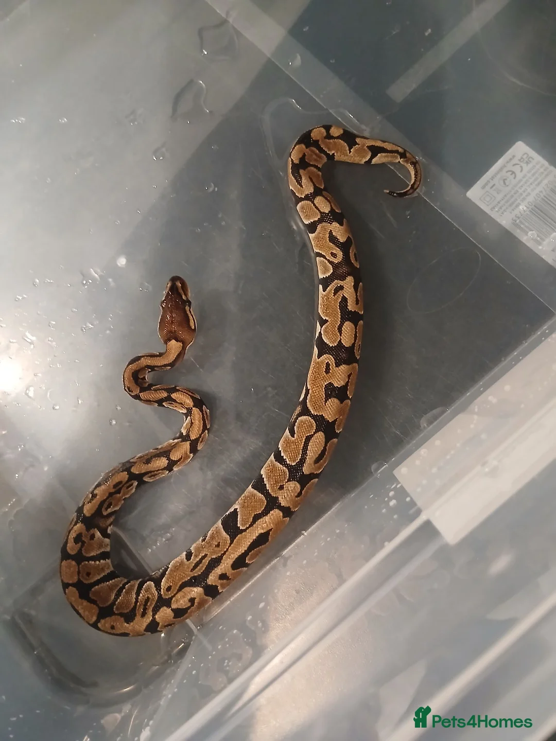 Python Snake reptiles for sale: 3 ball pythons for sale  - Advert 3