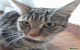 Bengal cats for sale: 1 Beautiful, Healthy Kitten - Image 22