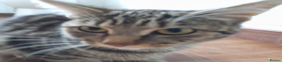 Tabby Kitten 1
