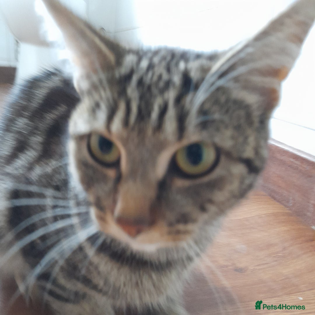 Bengal cats for sale: 1 Beautiful, Healthy Kitten - Image 22