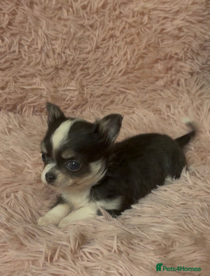 Chihuahua dogs Cuddly Little Chihuahua puppy for sale - Advert 2