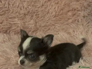 Chihuahua dogs Cuddly Little Chihuahua puppy for sale - Advert 2