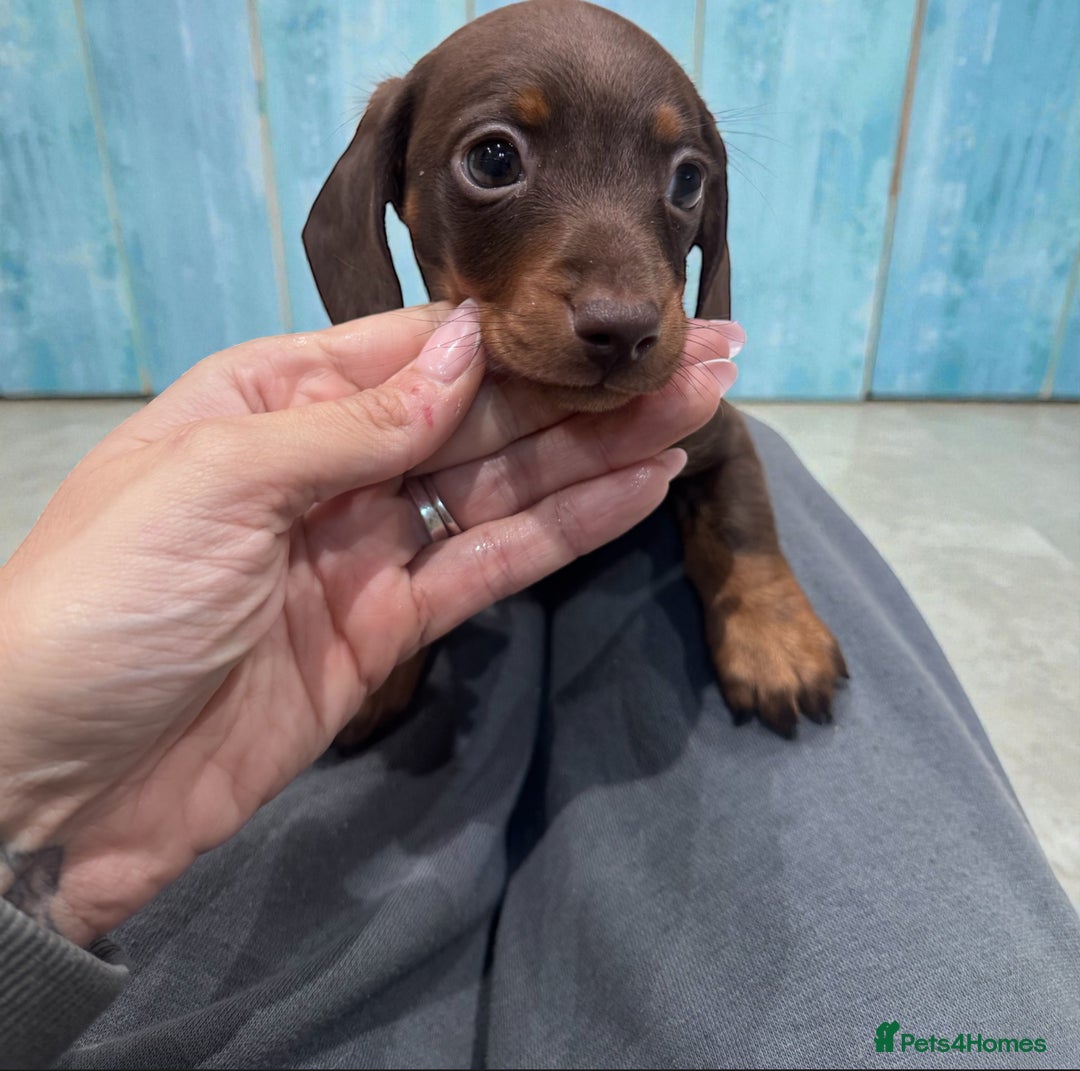 Miniature Dachshund dogs for sale: Stunning miniature sausage pups  - Advert 12